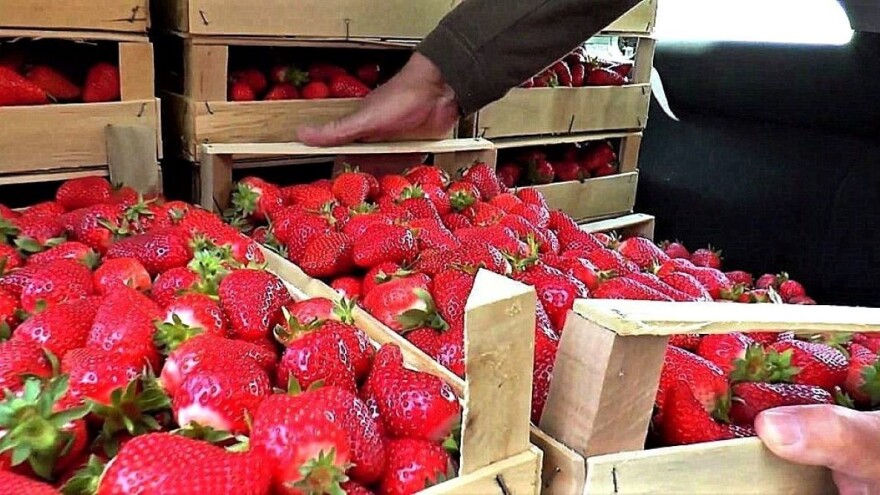 Rusi traže našu jagodu iz Pocerine, ali i Poljaci?