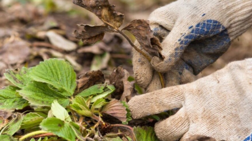 Pjegavost jagode: Preventivom do zdravog ploda