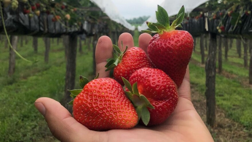 Hidroponski uzgoj jagode - dobar kvalitet ploda i ušteda na radnoj snazi