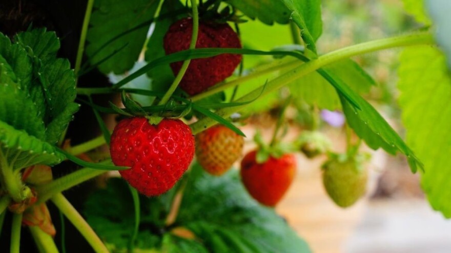 Kako uzgajati jagode u organskoj bašti?