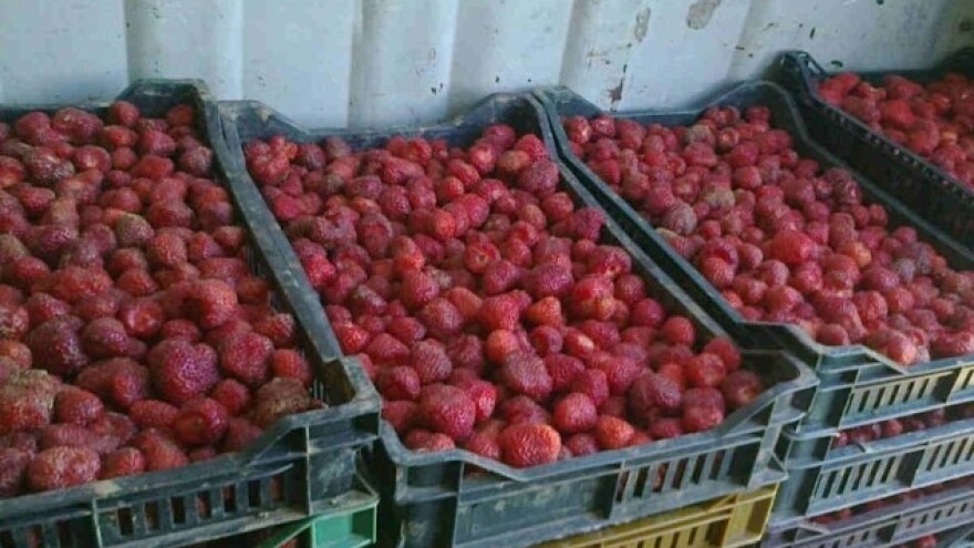 Nezadovoljstvo otkupnom cenom jagoda