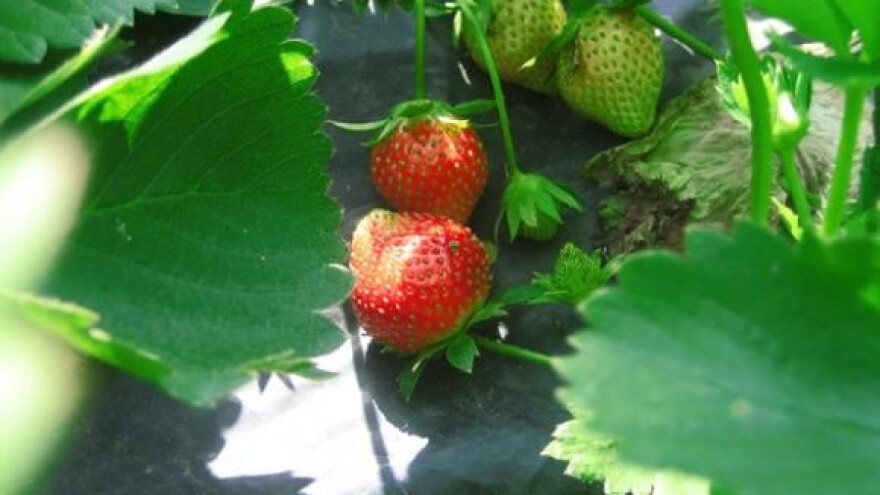 Prvi festival jagoda u Fužinama