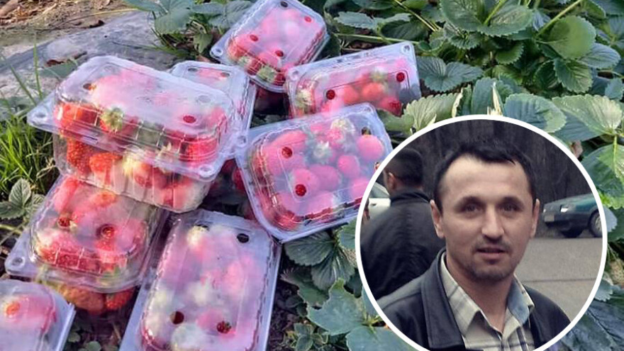 Mihajlo Gavrić: Beremo jagode i u novembru i nemamo problema sa prodajom