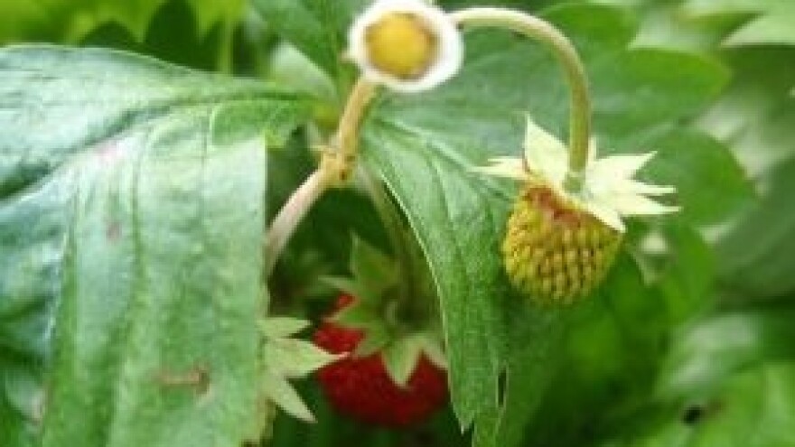 Temelj kvalitetne zaštite od pepelnice