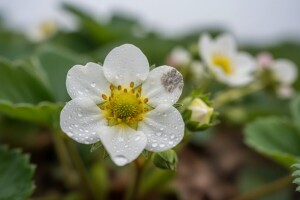 Jagodama u cvatu prijeti siva plijesan