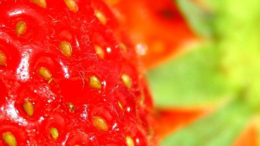 Iako pune pesticida, jagode ipak jestive!?