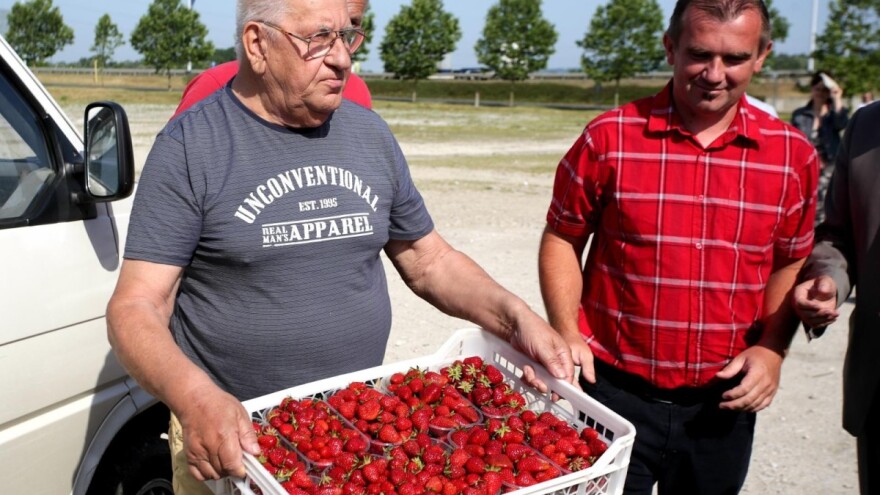Jeftine uvozne jagode natjerale domaće uzgajivače u prosvjed: Čemu toliki uvoz kad proizvodimo dovoljno?