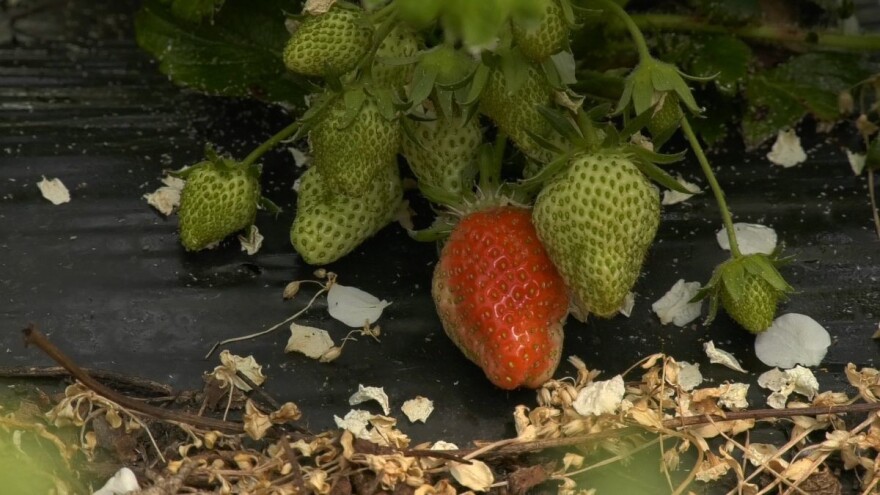 Stižu sremske jagode za prodaju: Proizvođači se nadaju višoj ceni