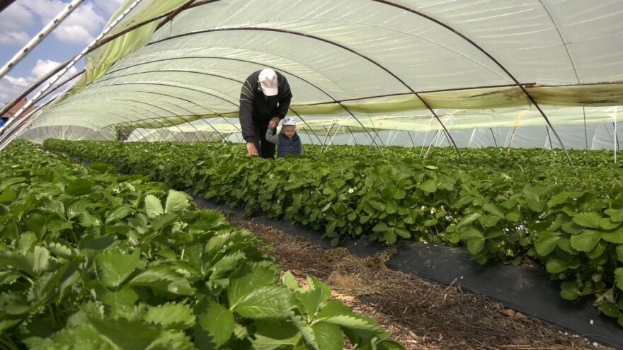 Na šta treba obratiti pažnju prlikom berbe i higijene plodova jagode?
