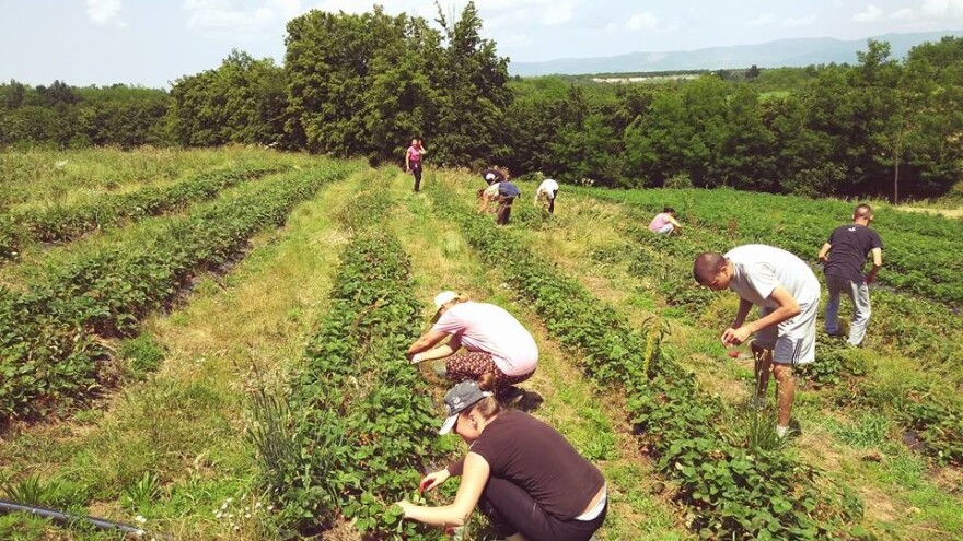Dalibor Jović podijelio 300 kg jagoda sumještanima uz uvjet da ih sami uberu