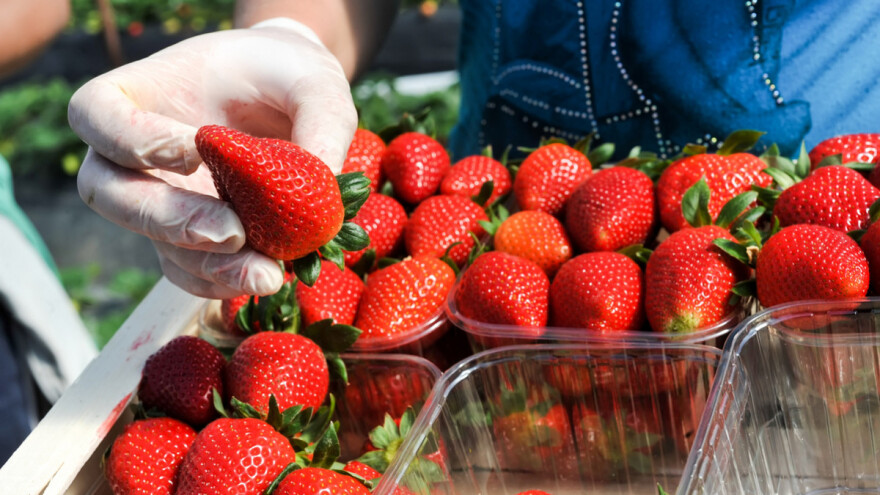 Marinko Merdžan: U Čapljini uzgajamo jagode po uzoru na vrgoračke - stižu deset dana prije njihovih!