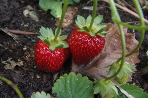 Njega nasada jagode nakon berbe za formiranje rodnog potencijala