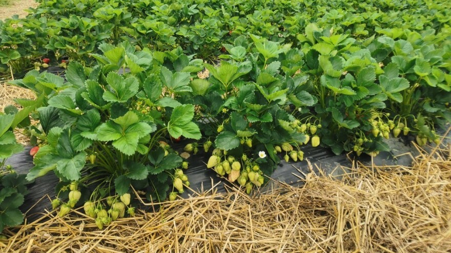 Padavine uzrokovale mnoge bolesti kod jagodičastog i bobičastog voća