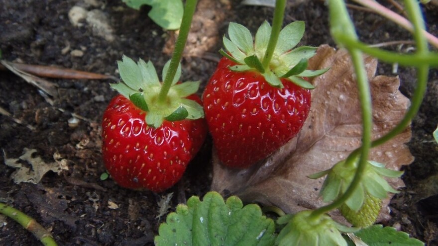 Njega zasada jagode nakon berbe za formiranje rodnog potencijala