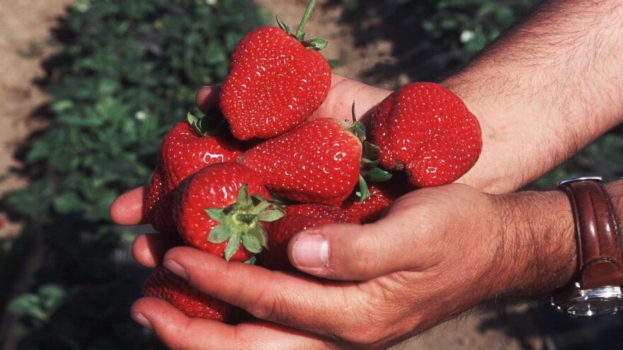 Bolest prljavih ruku u fokusu besplatne radionice o jagodičastom voću