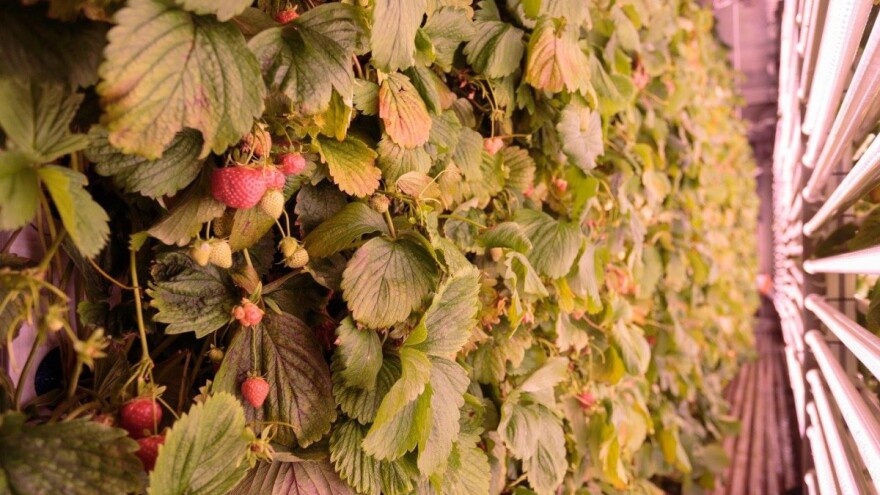 Model primenjiv svuda u svetu: Uzgoj jagoda u kontejnerima