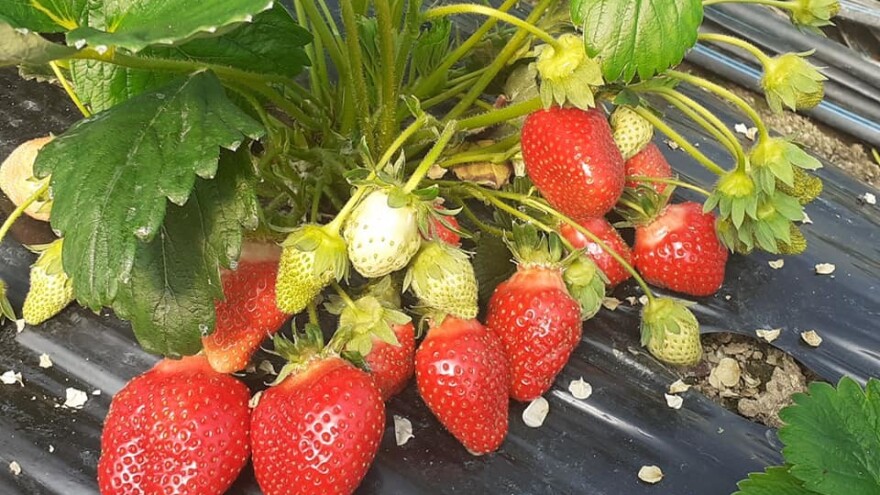 Plasteničkim uzgojem jagoda do kvalitetnijih i zdravijih plodova