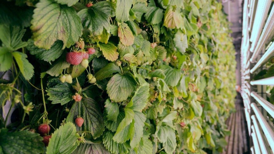 Uzgoj jagoda u kontejnerima - model primjenjiv svuda u svijetu