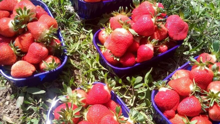 Berkovići: Kroz udruživanje i projekte do zasada jagoda i paprika