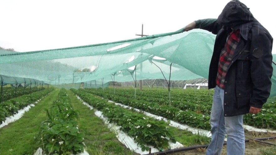 Tomislav Lovinčić: Sivu plijesan jagoda je gotovo nemoguće izbjeći