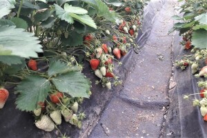 Jagode spremne za berbu - otkupna cijena i ove godine 3,5 KM?