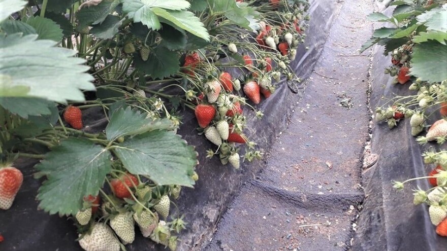 Jagode spremne za berbu - otkupna cijena i ove godine 3,5 KM?