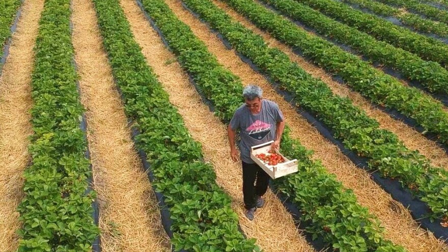 Uzgoj jagoda: Treba biti psihički i finansijski pripremljen zbog mogućih gubitaka