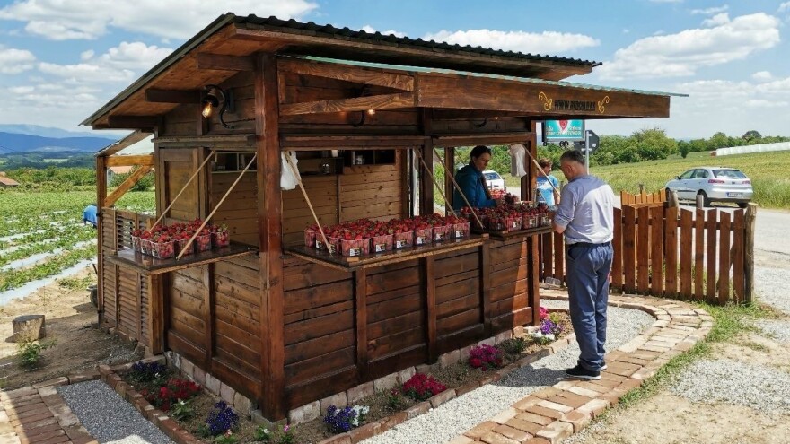 Od jagoda džem, tražena i rakija