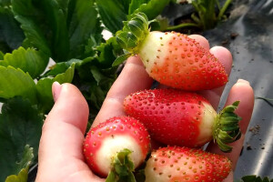 Neko bere kukuruz, a neko sredinom oktobra i jagode?