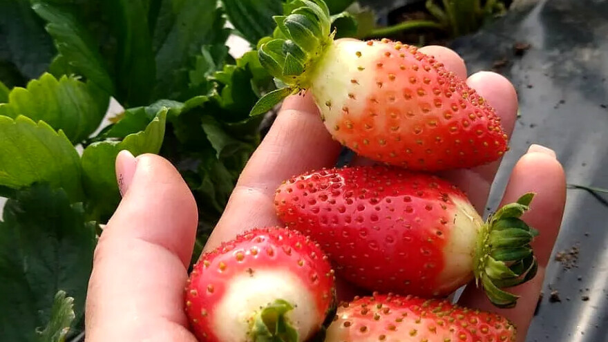 Neko bere kukuruz, a neko sredinom oktobra i jagode?