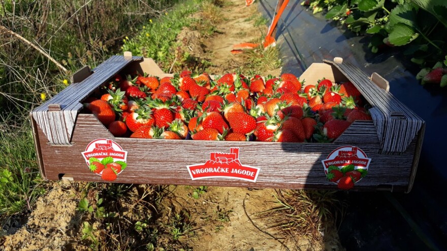 Započela je berba vrgoračkih jagoda, u punom jeku bit će krajem mjeseca