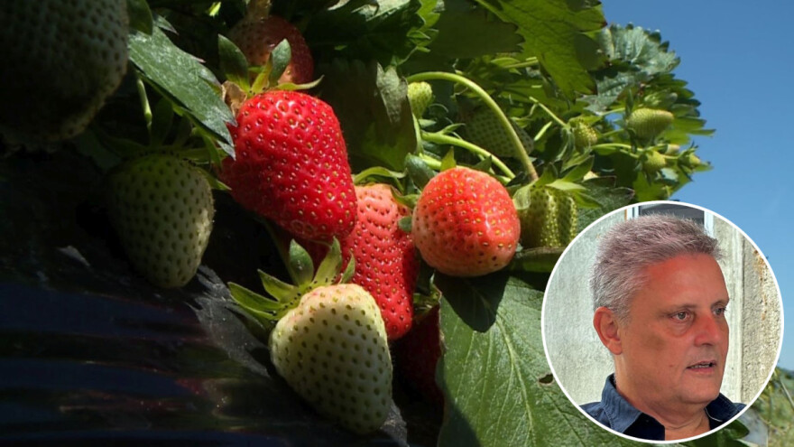 Na "spaljenom" nasadu sade nove sadnice - evo što im u tome pomaže