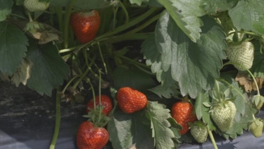 Jagode brzo vraćaju uložen novac