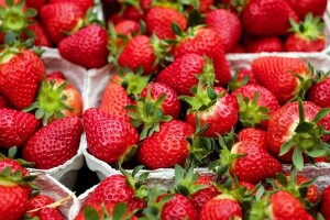 Mraz uništio jagode, cijena kilograma 1,60 KM?