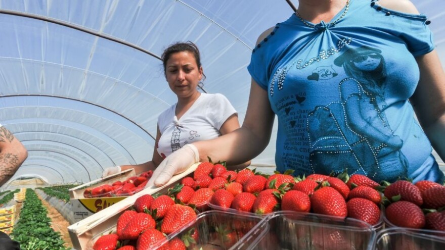 Desetkovani nasadi jagoda - rekordne cijene!
