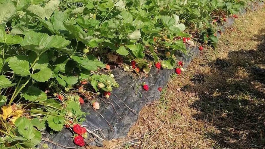 Iako je mraz prepolovio ovogodišnji rod jagode, plasman je siguran