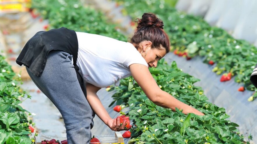 Cijena sata u berbi jagoda nikad veća - u poljima turistički radnici