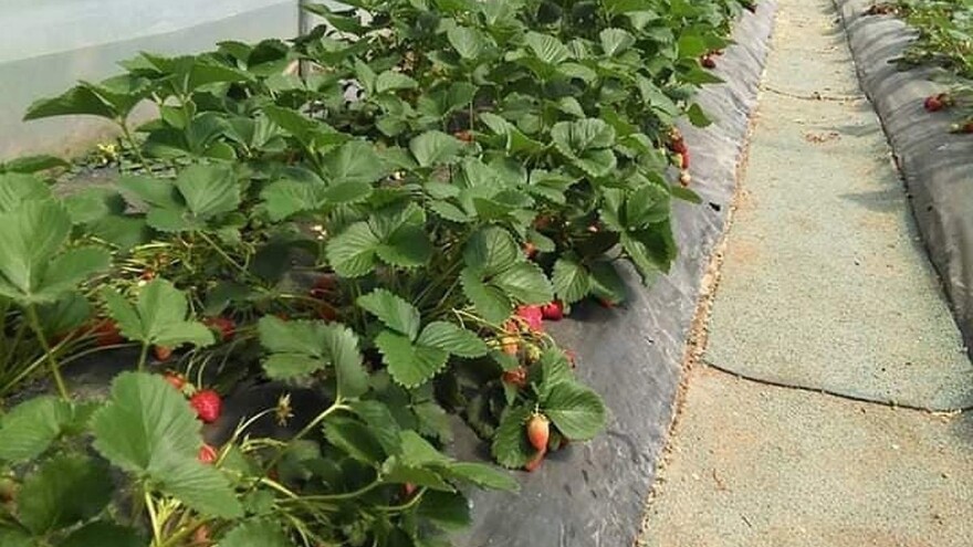 Prerađivači jagoda zabrinuti zbog otkupa ovogodišnjeg roda