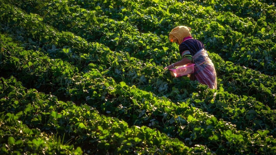 Prisiljene brati jagode u katastrofalnim uslovima jer su pogrešno informisane?