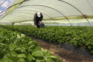 Na šta treba obratiti pažnju prlikom berbe i higijene plodova jagode?