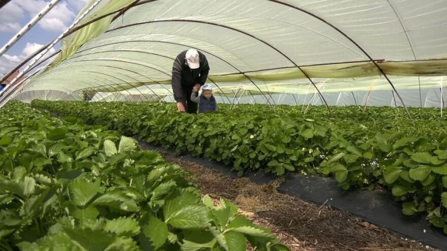 Na šta treba obratiti pažnju prlikom berbe i higijene plodova jagode?