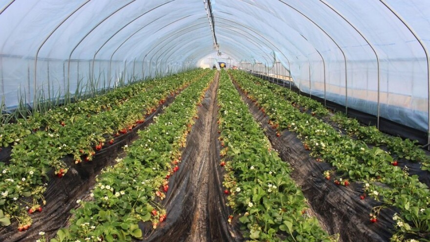 Mikro farme - makro profit? Moguće je