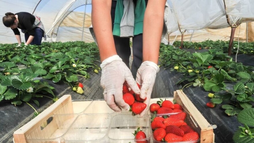 Domaća jagoda ne može na strano tržište, a voćari ostali bez podsticaja