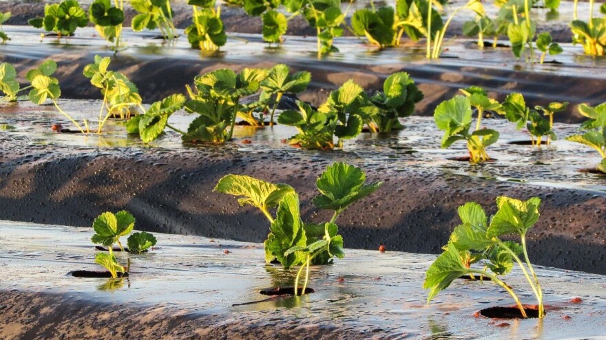 Još uvek ima vremena za sadnju jagoda - kako dobiti kvalitetan zasad?