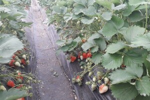 Poticaji za jagodičasto voće: Po dunumu novog zasada, 500 KM
