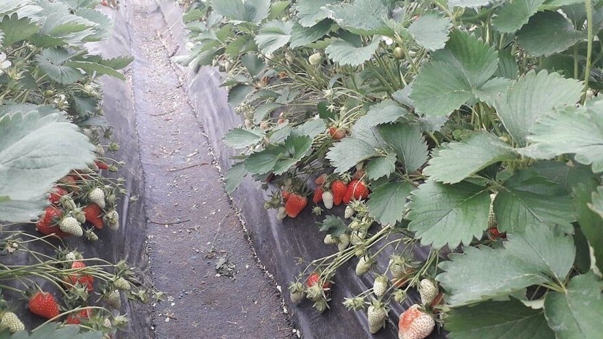 Poticaji za jagodičasto voće: Po dunumu novog zasada, 500 KM