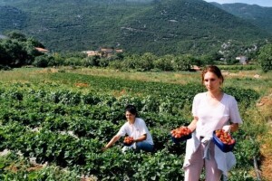 Kontrolna tijela za ekološku proizvodnju
