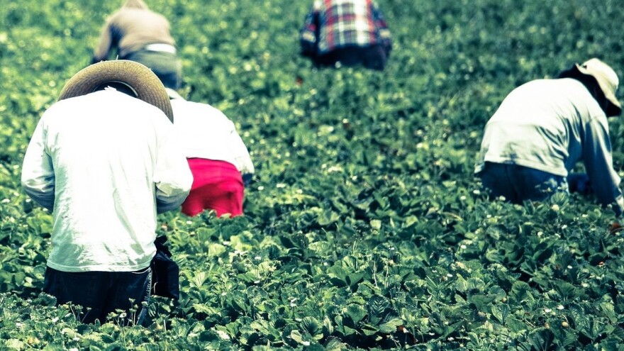 Roboti trajno rešenje za manjak berača jagoda?