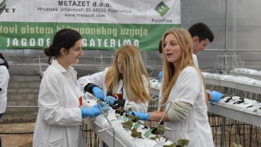 Hidroponski uzgoj dupla urod