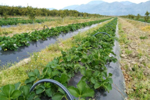 Kiše nema, a voda u sustavu Glog je loša - poslali apel Hrvatskim vodama i Ministarstvu